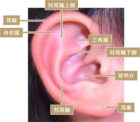 耳垂長|日本人における正常ヒト耳介の計測学的検討